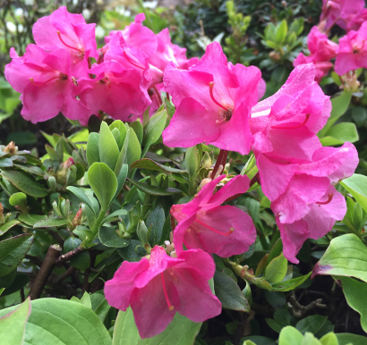 Rhododendron 'Oban'